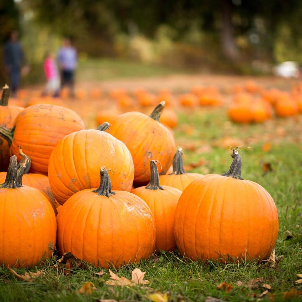 Pumpkins in Nevada County